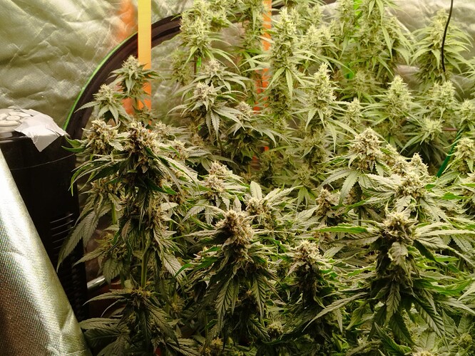 Mehrere blühende Cannabispflanzen in einem Zelt, mit dichtem Blattwerk und zahlreichen Blütenständen.