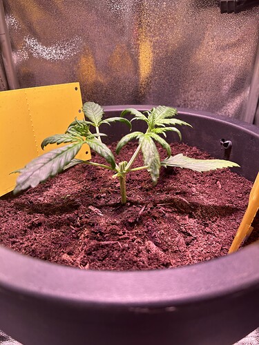 Growreport Bild 5