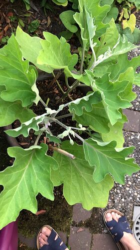 Growreport Bild 62