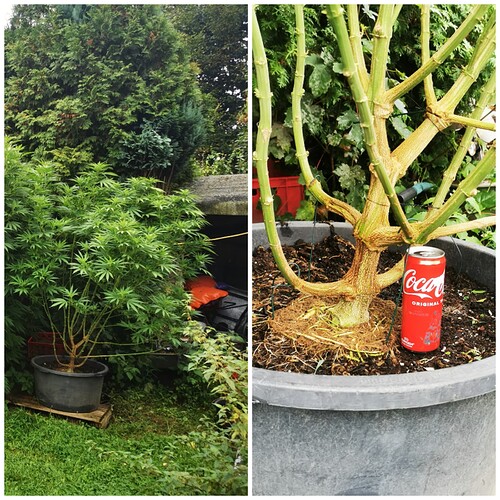 Collage_20240905_004452