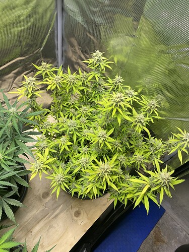 Growreport Bild 71
