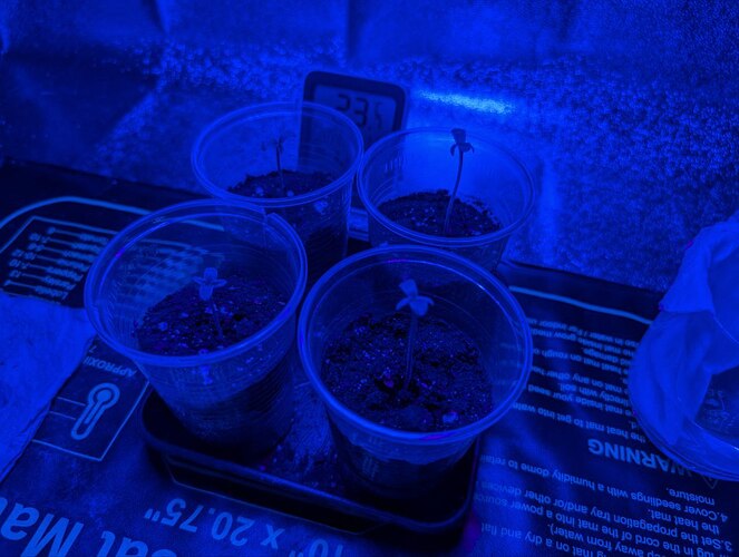 IMG_20250228_133252_148