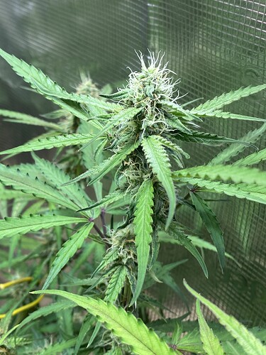 Growreport Bild 13
