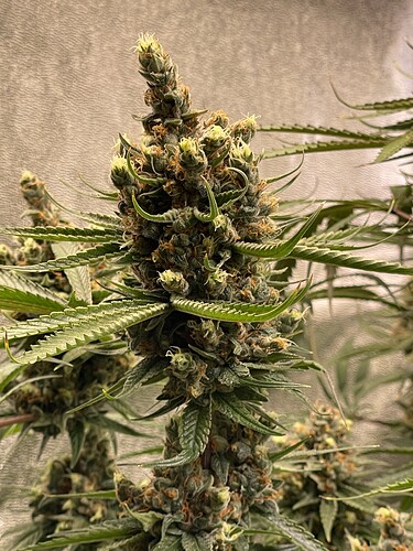 Growreport Bild 4