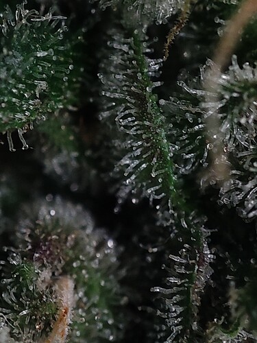 Growreport Bild 56