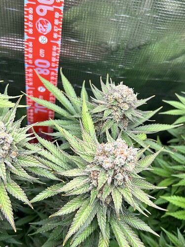 Nahaufnahme von Cannabis-Blüten in der Blütephase neben einem Messstab in einem Growzelt.
