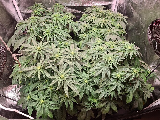 Growreport Bild 3