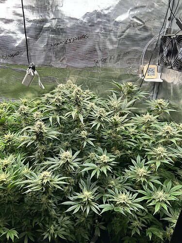 Eine Growbox mit vielen blühenden Cannabispflanzen, die dicht beieinander stehen. Ein Thermometer zeigt 24.5 Grad an.