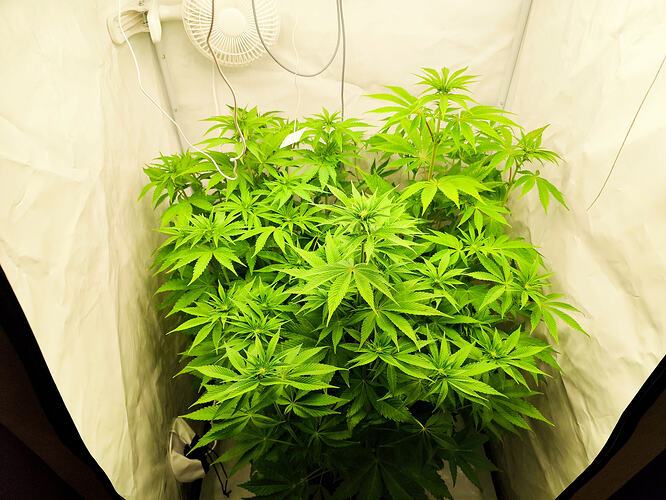 Growreport Bild 3