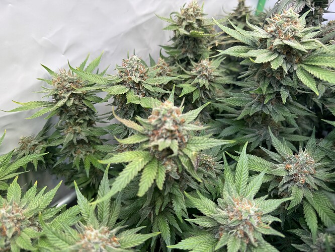 Growreport Bild 26
