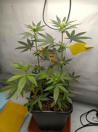 IMG_20240805_124920_100