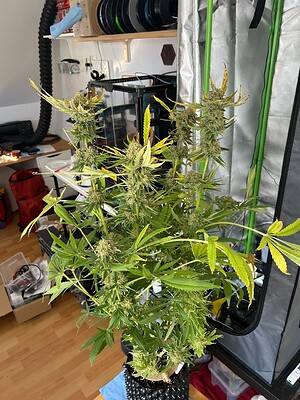 Growreport Bild 9