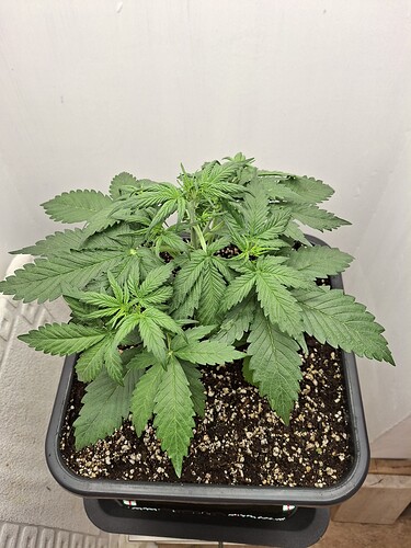 Growreport Bild 43