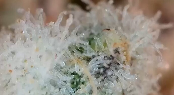 Growreport Bild 8