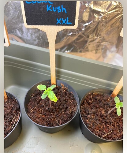 Screenshot_20240504_204750