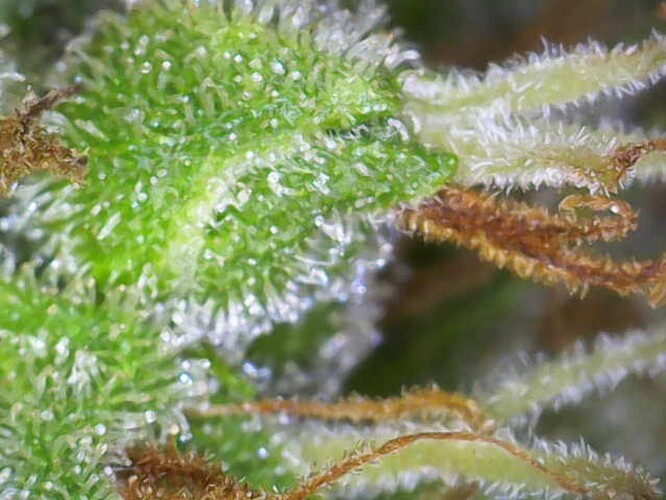 Growreport Bild 8