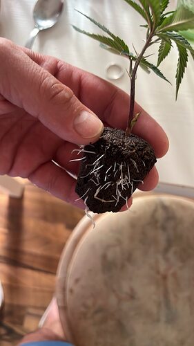 Growreport Bild 1