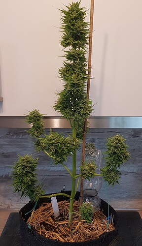 Growreport Bild 13