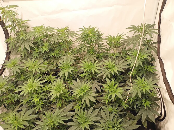 Growreport Bild 23