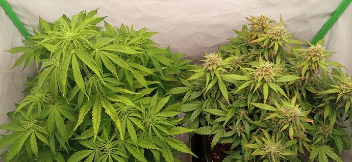 Growreport Bild 1