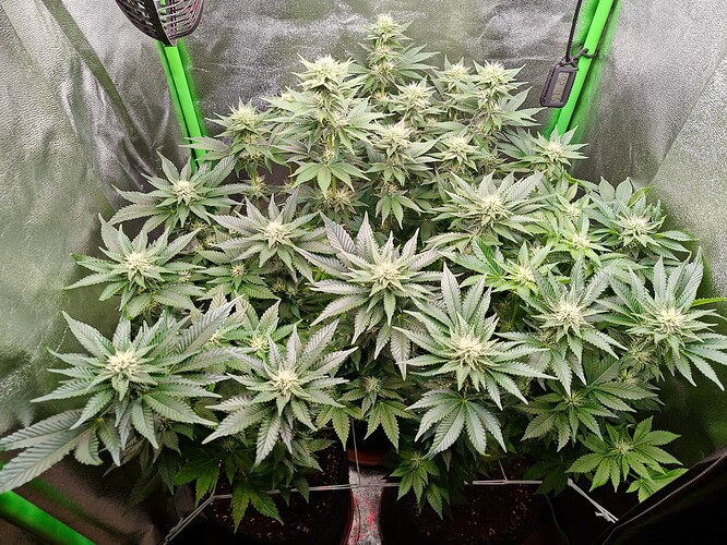 IMG20240527232848_01