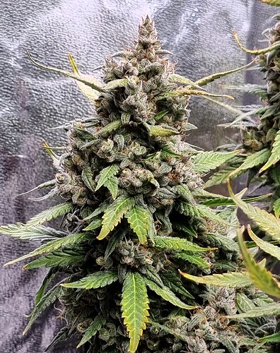 Growreport Bild 14