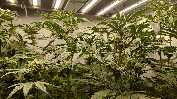 Growreport Bild 3