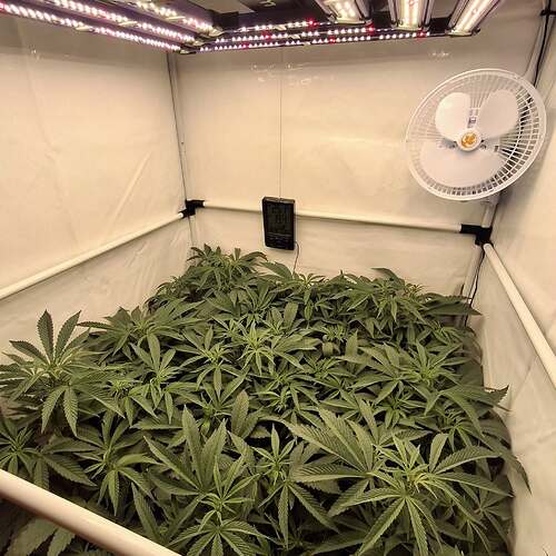 Growreport Bild 25