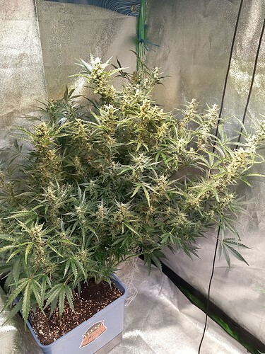 Growreport Bild 1