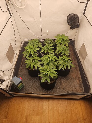 Growreport Bild 3