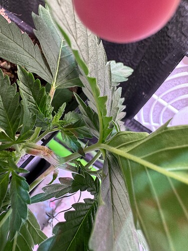 Growreport Bild 2