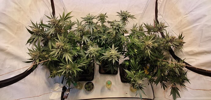 Growreport Bild 5