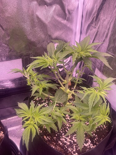 Growreport Bild 7