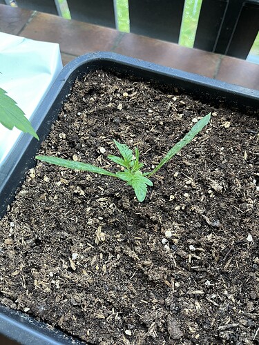Growreport Bild 2