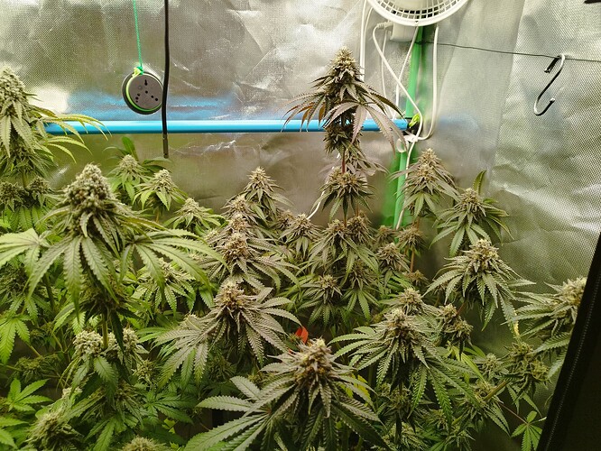 Growreport Bild 3