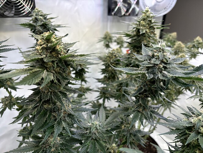 Growreport Bild 24