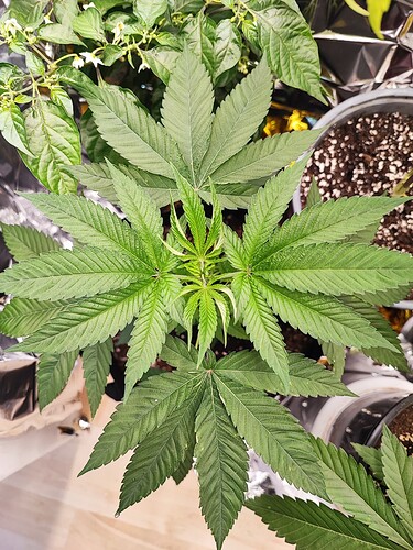 Growreport Bild 4