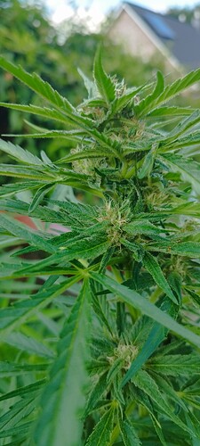 Growreport Bild 27