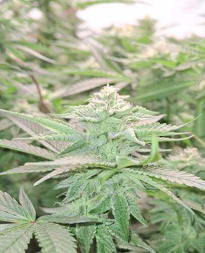 476273385_122166332438293599_8352164171437784931_n