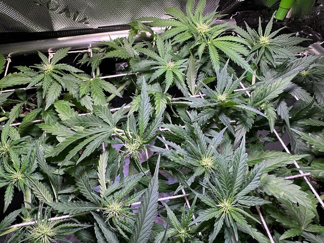 Growreport Bild 2