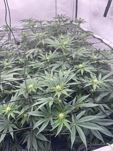 Growreport Bild 4