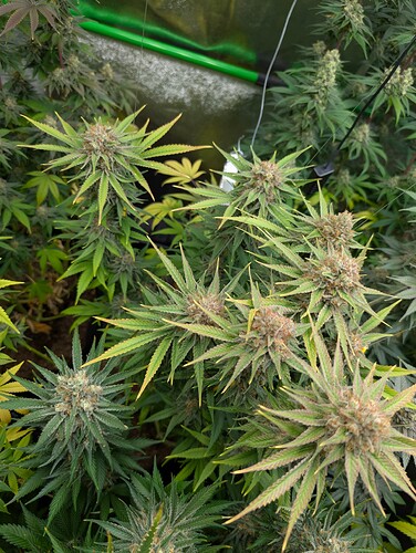 Growreport Bild 10