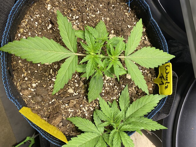 Growreport Bild 32