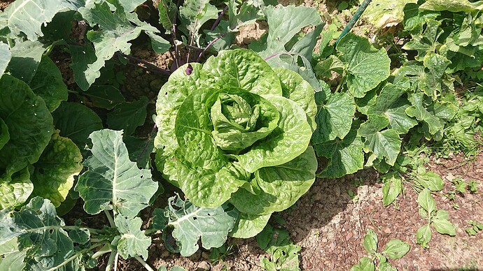 Growreport Bild 72