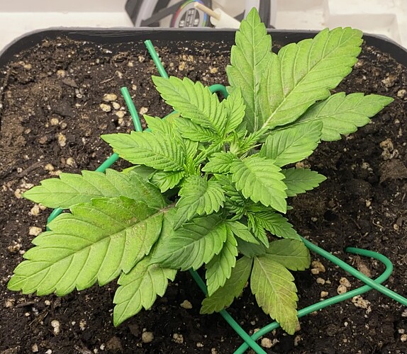 Growreport Bild 53