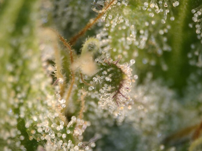 20250610-trichome04