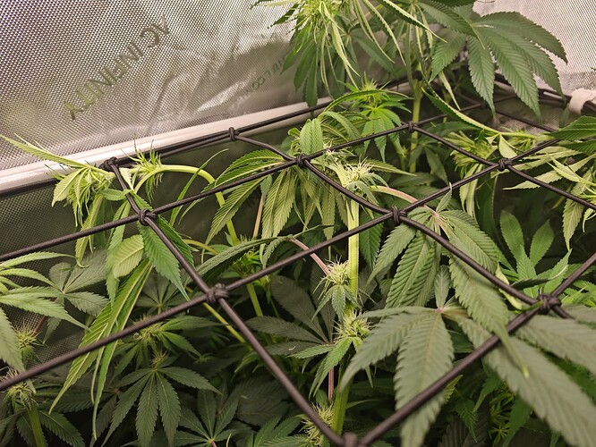 Growreport Bild 15