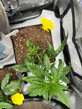 Growreport Bild 32