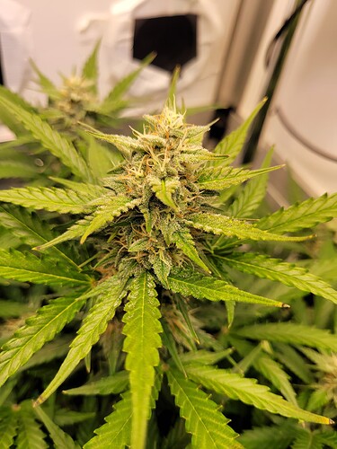 Growreport Bild 4
