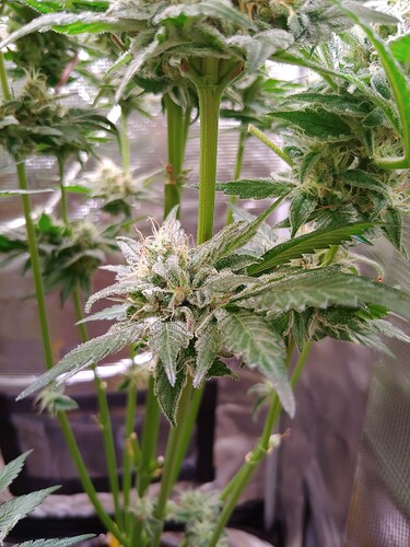 Growreport Bild 18
